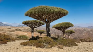 تقرير إسباني صادم.. اتهامات ضد الإمارات بنهب الثروة البيئية الفريدة في جزيرة سقطرى